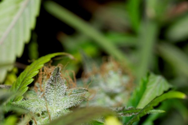 Macro Madness; JTR, Vortex, Fire OG, Plushberry, Cheesequake and more