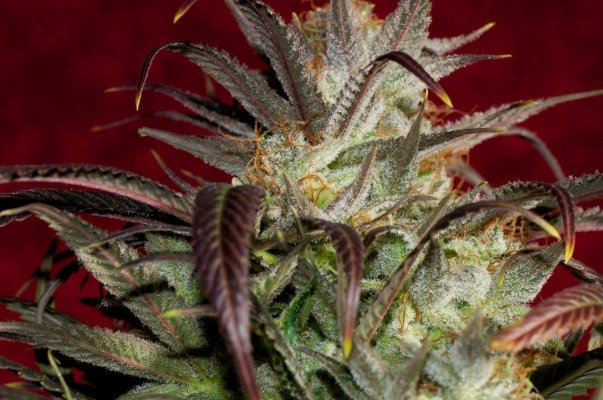 Macro Madness; JTR, Vortex, Fire OG, Plushberry, Cheesequake and more