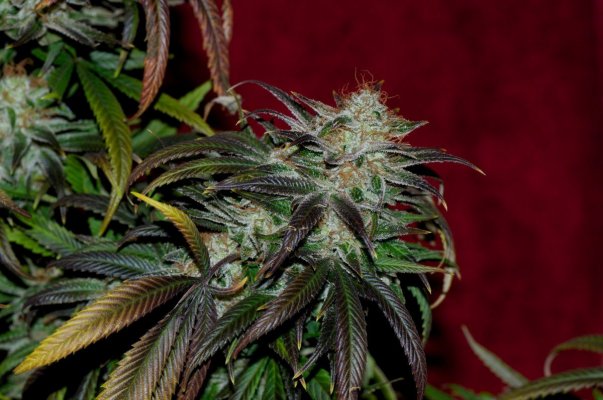 Macro Madness; JTR, Vortex, Fire OG, Plushberry, Cheesequake and more
