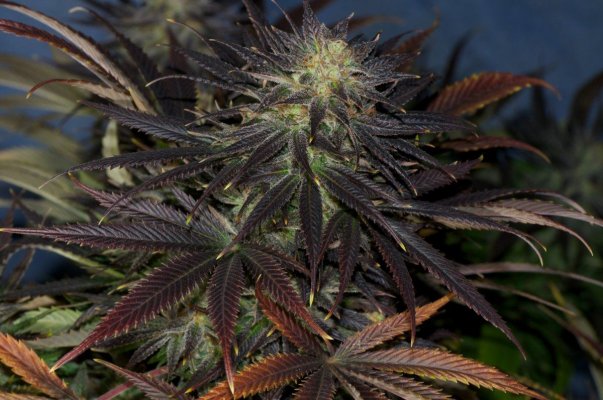 Macro Madness; JTR, Vortex, Fire OG, Plushberry, Cheesequake and more