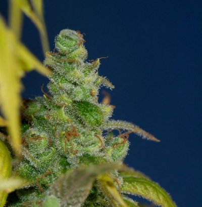Macro Madness; JTR, Vortex, Fire OG, Plushberry, Cheesequake and more