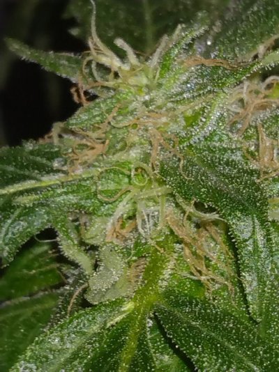 Need some guidance already!!! Lol need some advice on how to handle a mystery plant!!!?