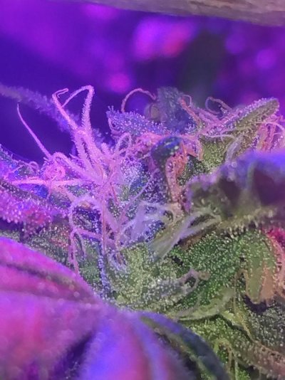 Need some guidance already!!! Lol need some advice on how to handle a mystery plant!!!?