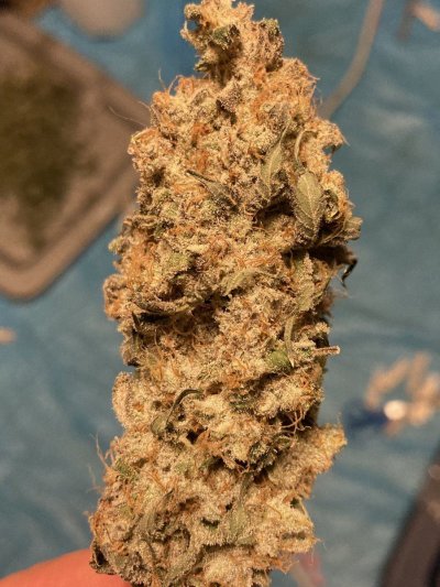 Let's See Your Frostiest Flowers
