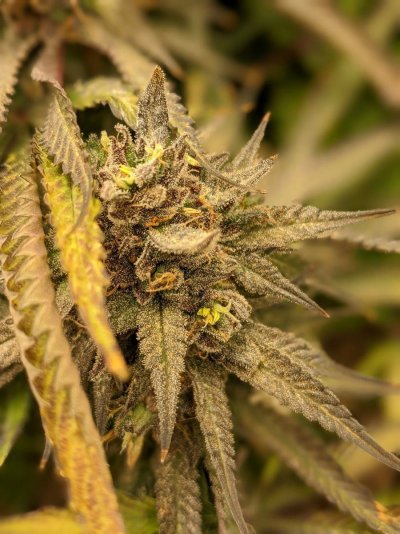 Indica Landrace Clone and Grow