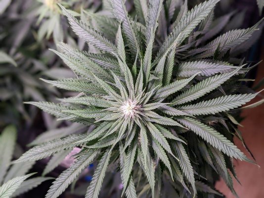 Indica Landrace Clone and Grow