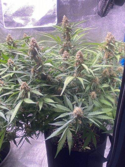 Blueberry autos coming along week 7