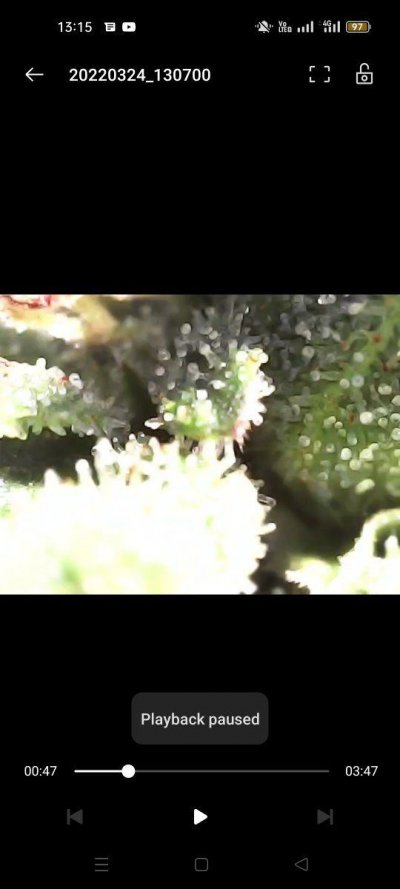 are-my-trichomes-harvest-ready-5.jpg