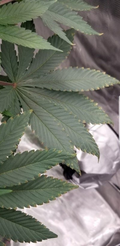 deficiency-or-abundance-any-help-appreciated.jpg