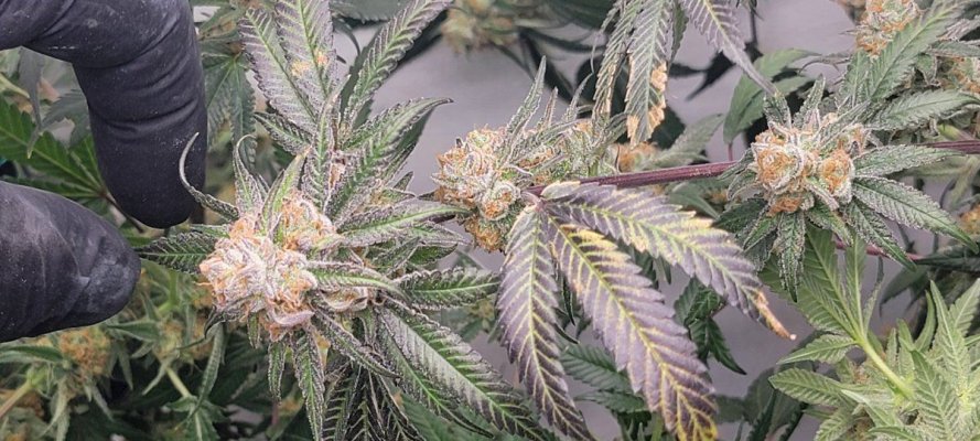 Purple Punch Supernova cut week 6 flower