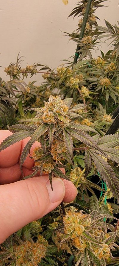 Purple Punch Supernova cut week 6 flower