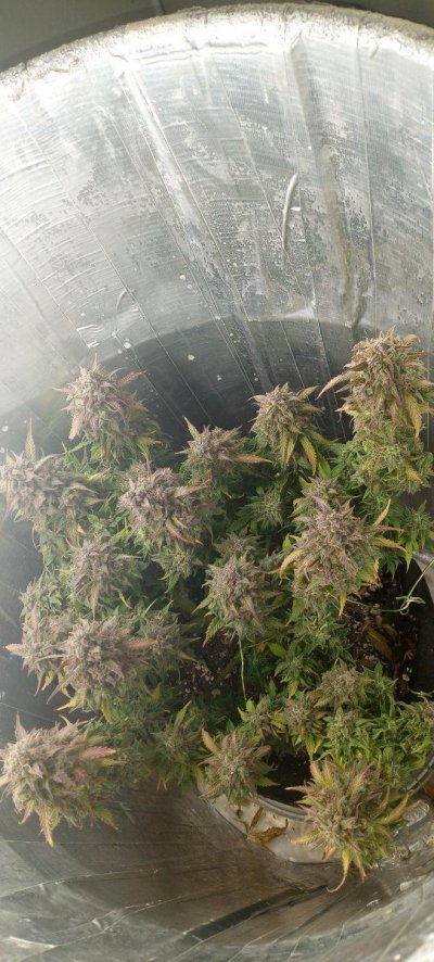 I need advice for my space bucket.