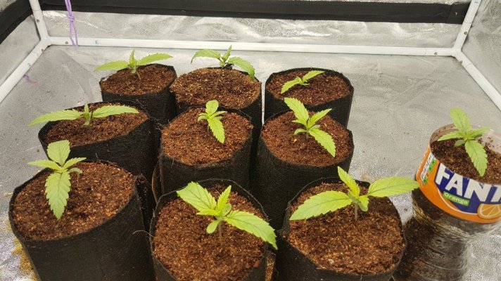 Silver skunk 9 plant 5x5 600W led grow