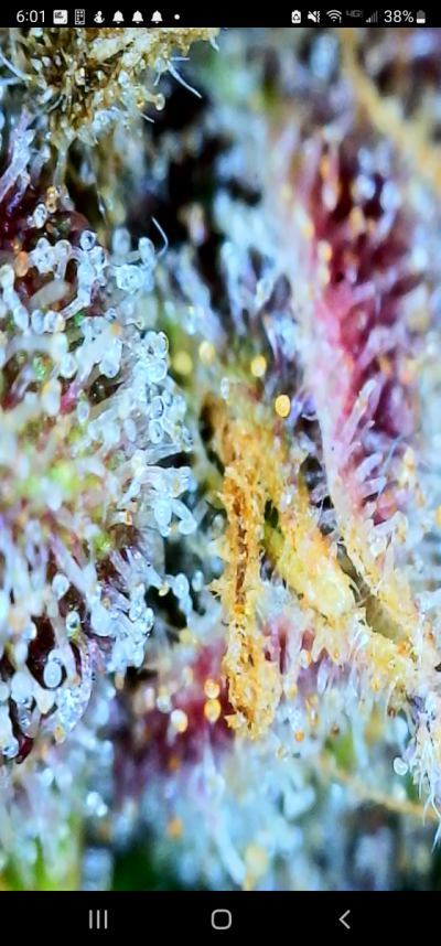 Screenshot_20220330-180101_Max-see.png