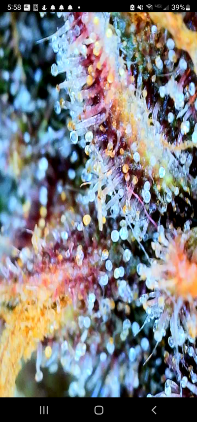 Screenshot_20220330-175820_Max-see.png
