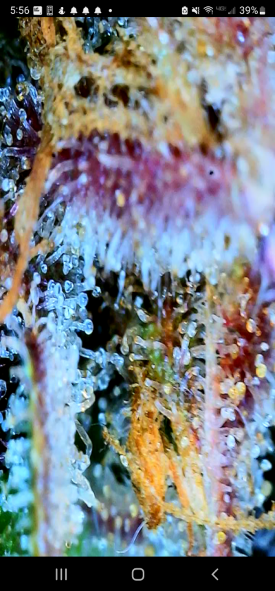 Screenshot_20220330-175636_Max-see.png