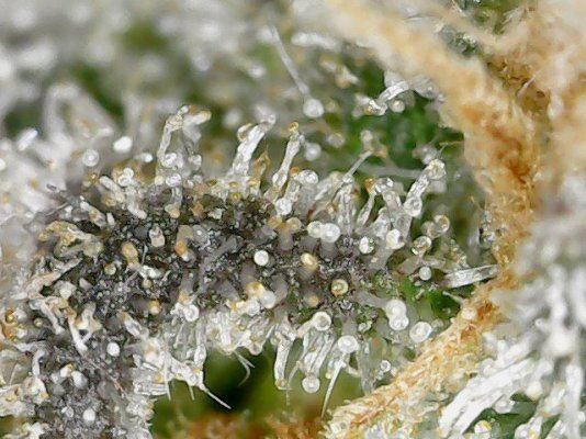 Does UVA cause early harvest?
