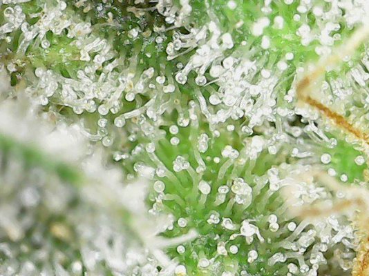 Does UVA cause early harvest?