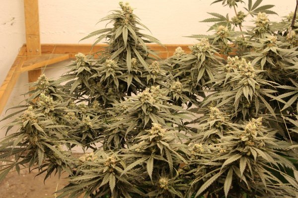 Does UVA cause early harvest?