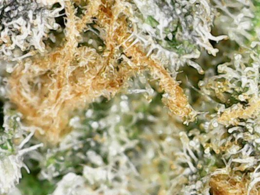 Does UVA cause early harvest?