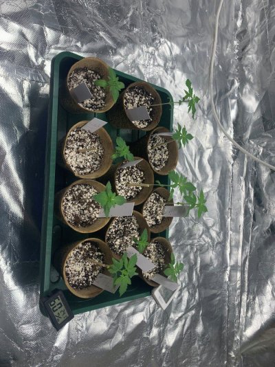 new-grower---2nd-grow-currently-underway.jpg