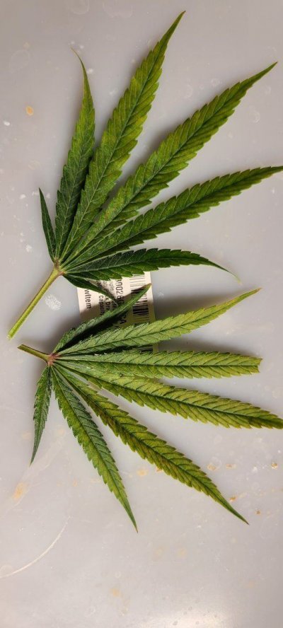 leaf stress, light or nutes?