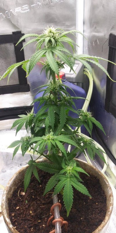 The little grow that thought it could