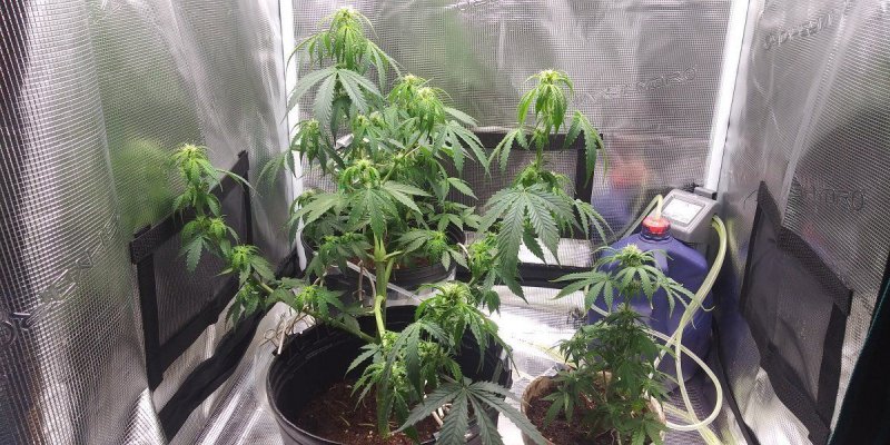 The little grow that thought it could
