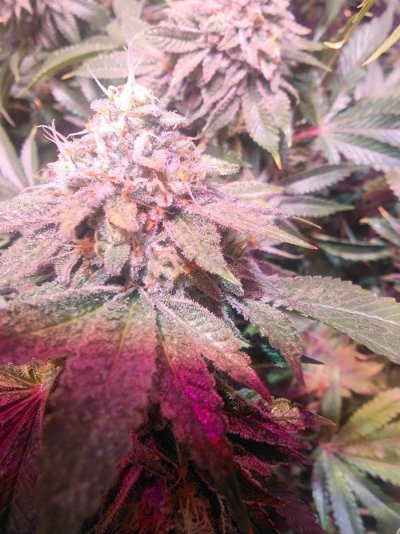 are-they-ready-new-grower.jpeg