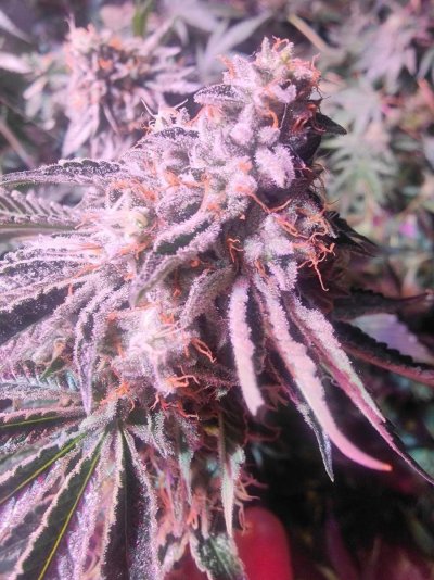 are-they-ready-new-grower-2.jpeg