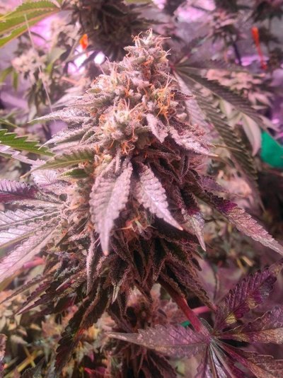 are-they-ready-new-grower-3.jpeg