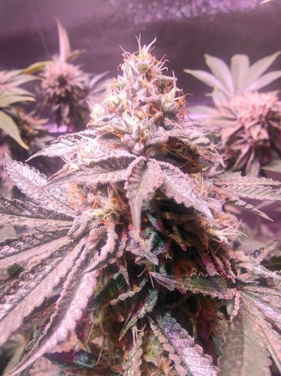 are-they-ready-new-grower-4.jpeg