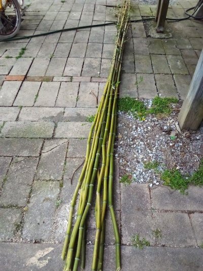 bamboo.jpeg