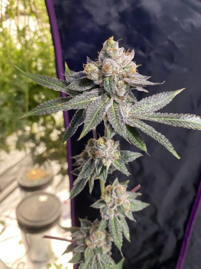 Growrx grow diary “ 2021 5x5 RDWC "