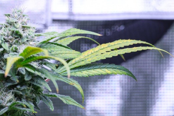 leaf stress under bright light