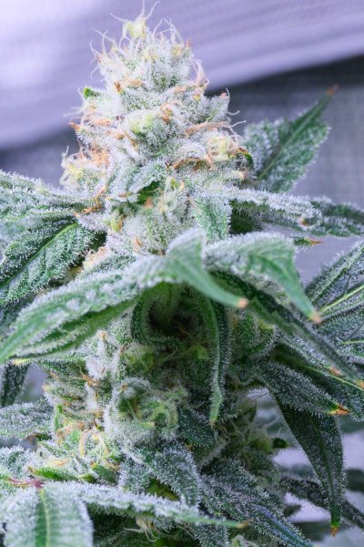 leaf stress under bright light