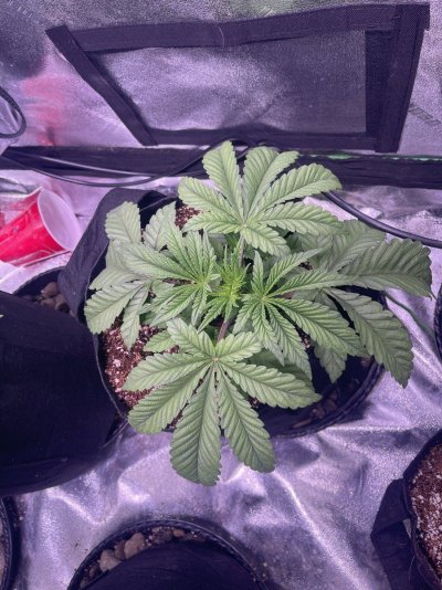 TIXG Tent grow with Coco