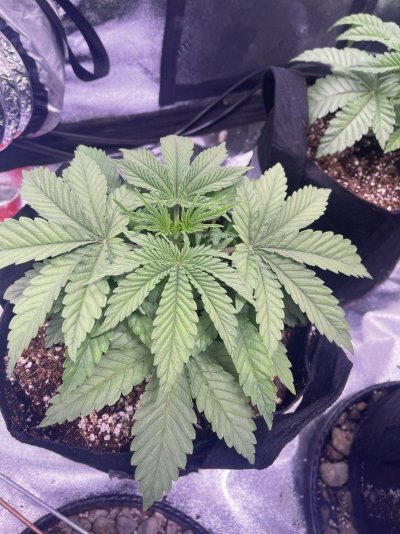 TIXG Tent grow with Coco