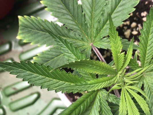 Russet mite damage? Can’t seem to find them under scope