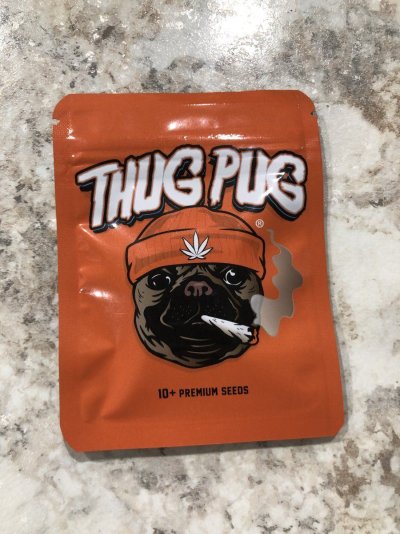 Mo Meat Thug Pug