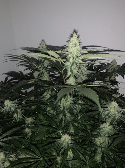 Super Silver Haze Dwc grow