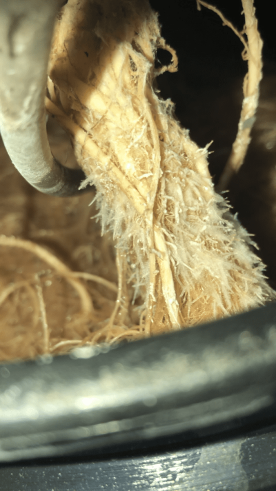 Help! White stuff on roots in dwc! What is it and how do I fix it?
