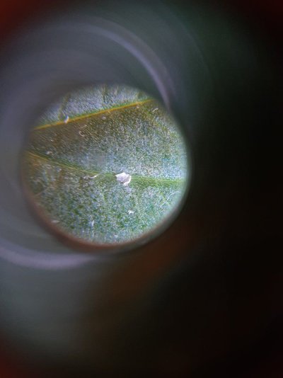 growing-indoor-and-worried-about-humidity-8.jpg