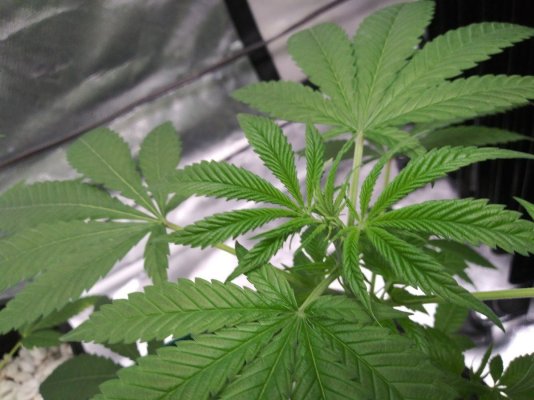 coco-problems-need-advice-godfather-og-sherbert-gorilla-chemdog--mac1-19.jpg
