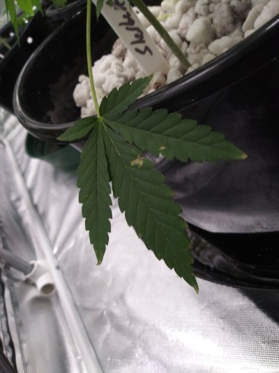 coco-problems-need-advice-godfather-og-sherbert-gorilla-chemdog--mac1-20.jpg