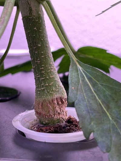 Bottom of stem loosing bark, is my plant sick?