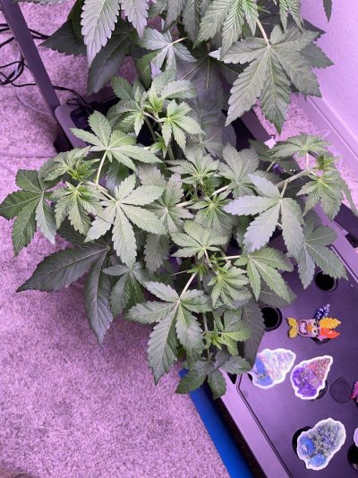 Bottom of stem loosing bark, is my plant sick?