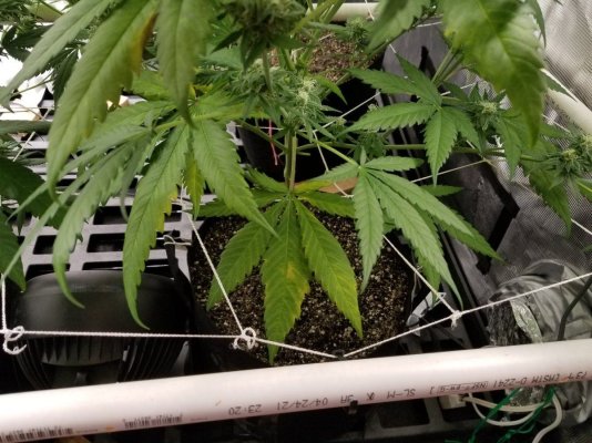 Problem with 1st organic try