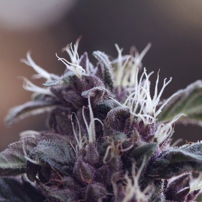 No.2 by Hyp3rids - Mauve Couture X Family Vault Purple F3 - Available 15th / 16th April Midnight.