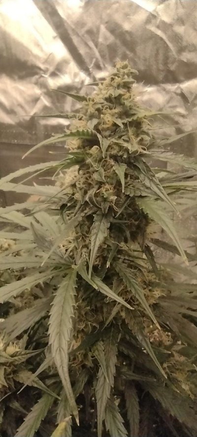 First Time Growing Indoors! Have some Questions!